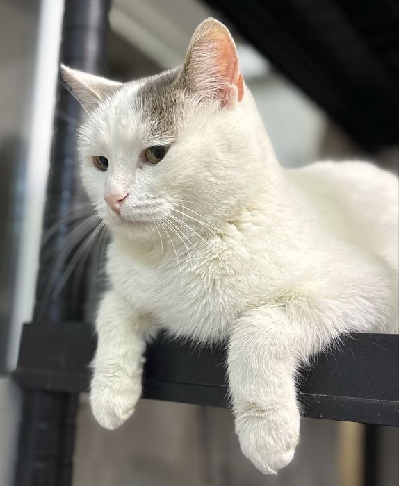 Добрый мальчик ищет самый лучший дом