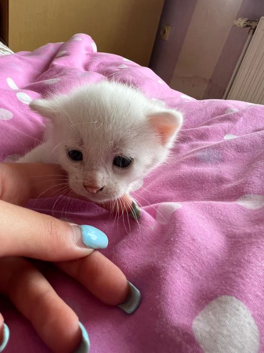 Подарявам 5 котенца