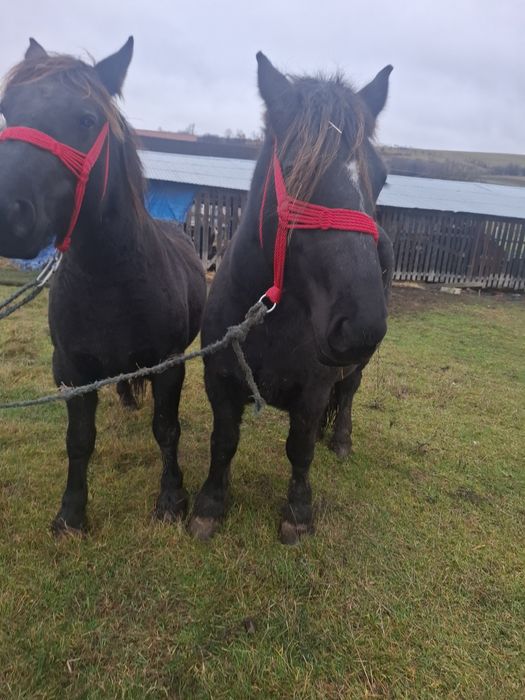 Vând două iepe negre!