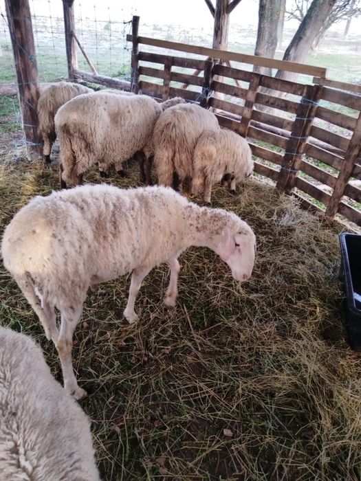 De vânzare berbec Lacaune