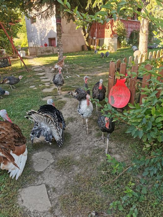 Curci curcani de casa