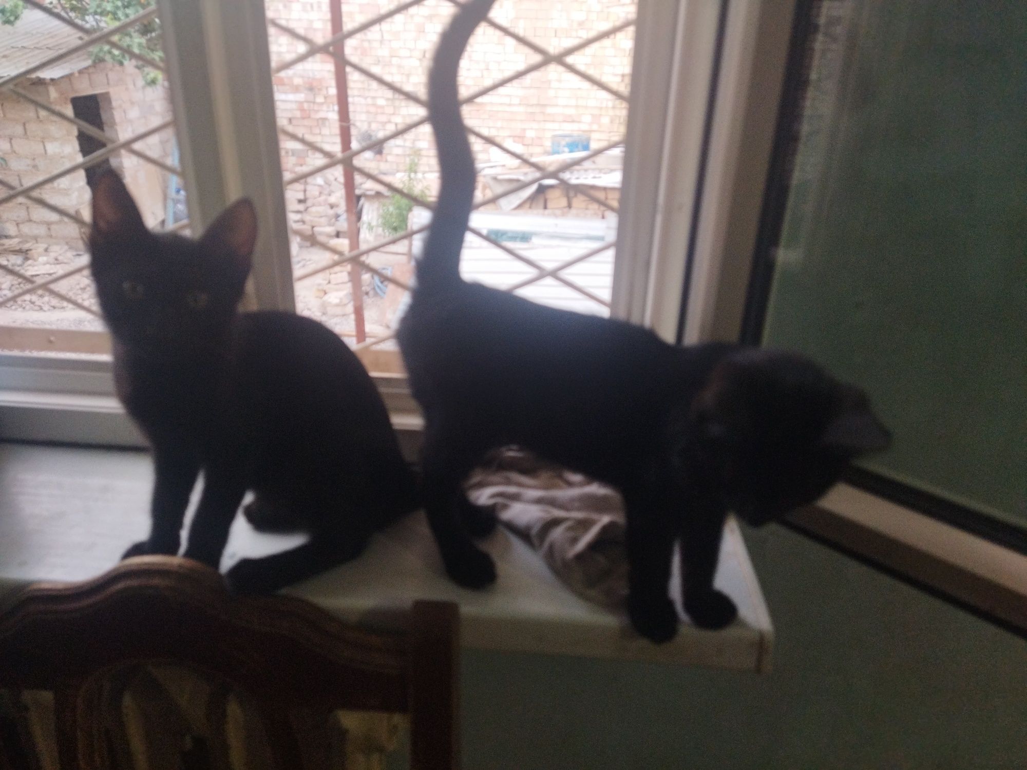 Бесплатно котята