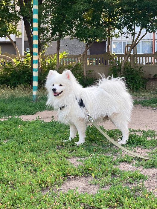 Готов для связки немецкий шпиц