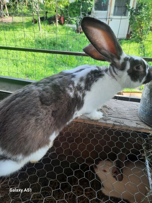 Iepuri si rate rouen