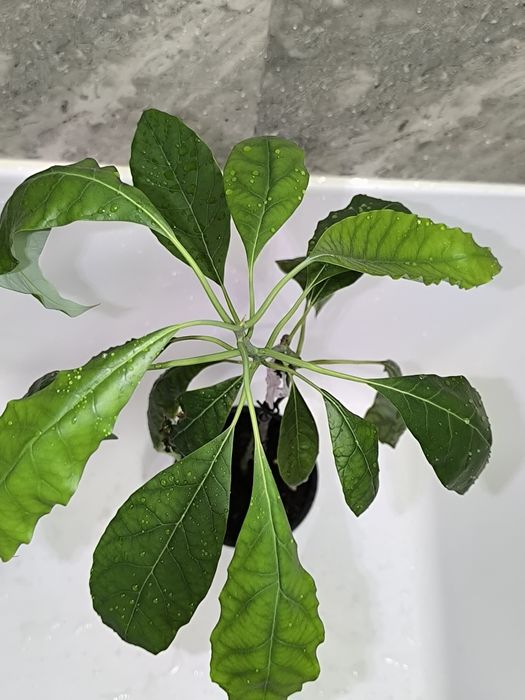 Авокадо более 40 см