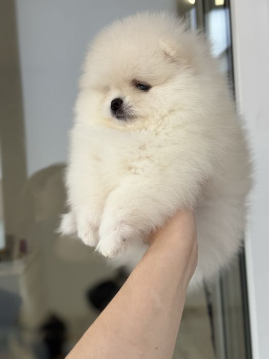 Baietel pomeranian mini/toy!