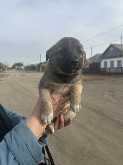 Отдам в добрые руки