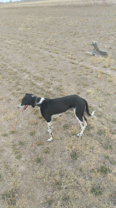 Кумай тазы кушикги