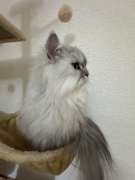 Donez pisica persana chinchilla