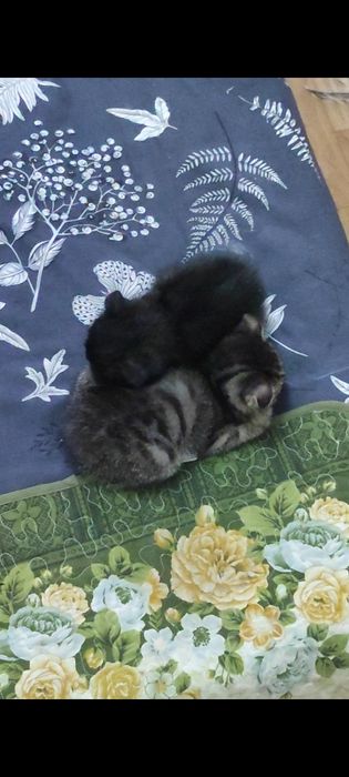 Отдам котят в хорошие руки