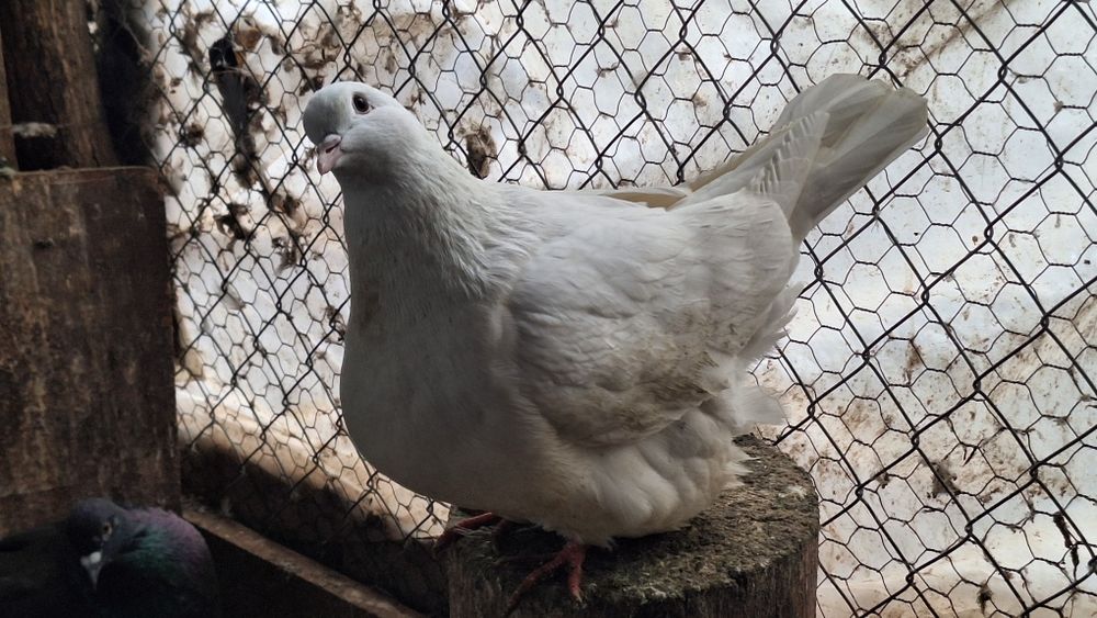 Mondain francez si gusat de pomerania de vânzare