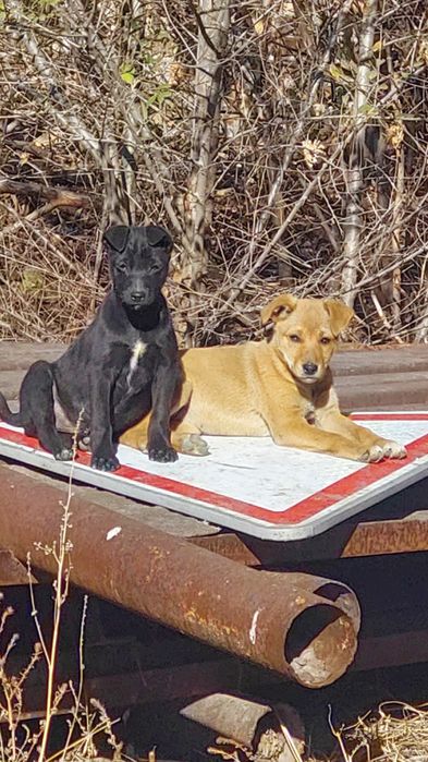 Щенок дворняжки для ответственных и  заботливых людей