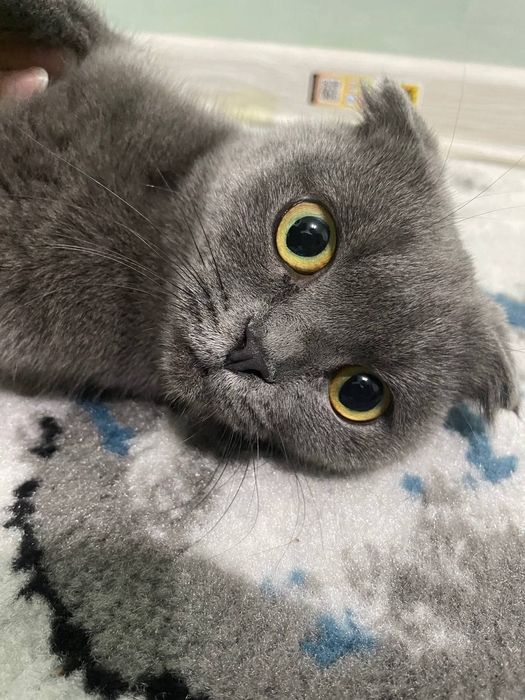 Вислоухая кошка продается
