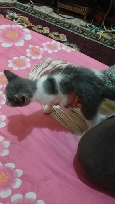 Котенок девочка бесплатно