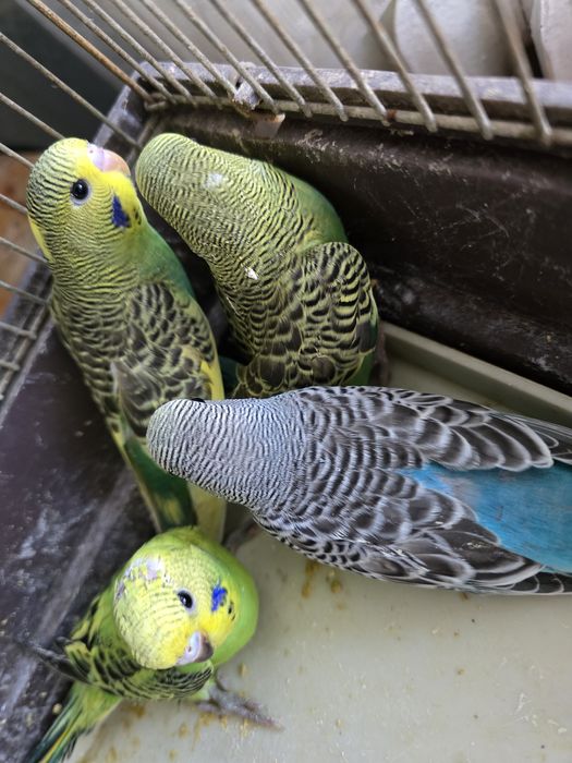 Perusi perusi perusi