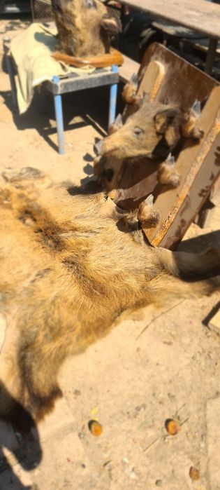 Trofeu mistreț  blână și cap