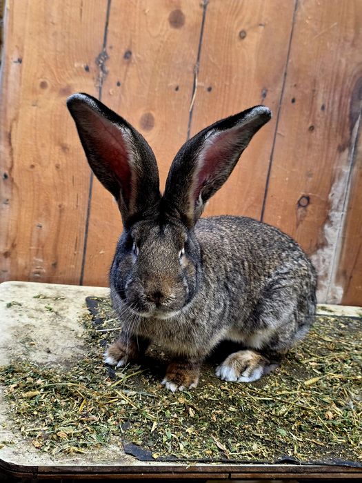 Vând mascul Urias German