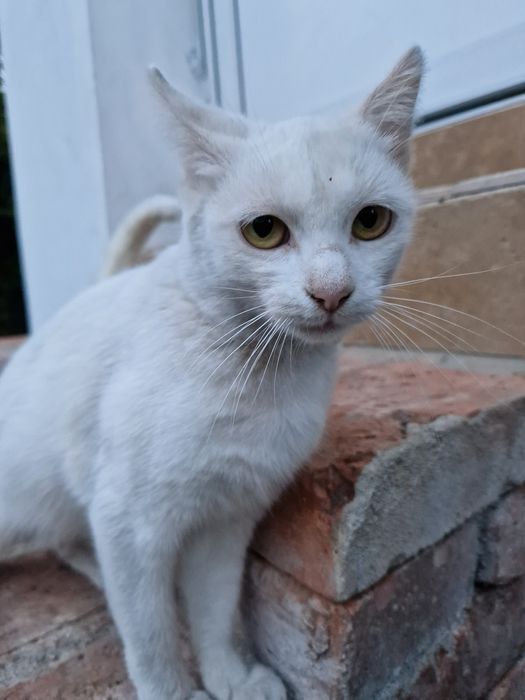 Pisica de adoptat
