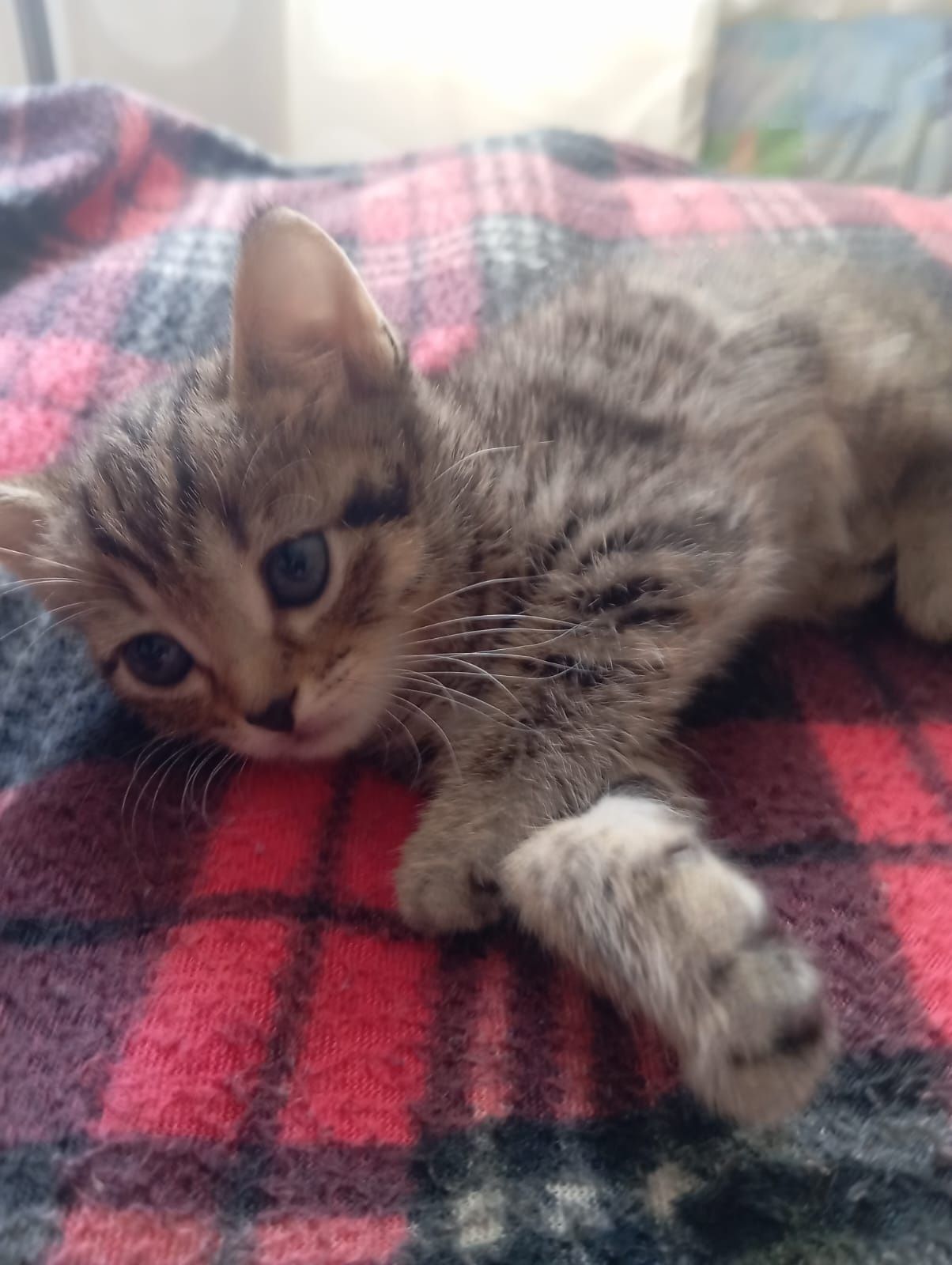 Отдам котят в добрые руки