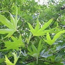 Platan acerifolia