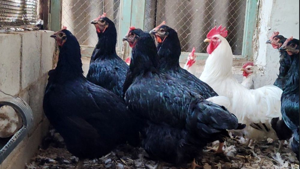 Гигант корашахзода жужа хурозлари сотилади