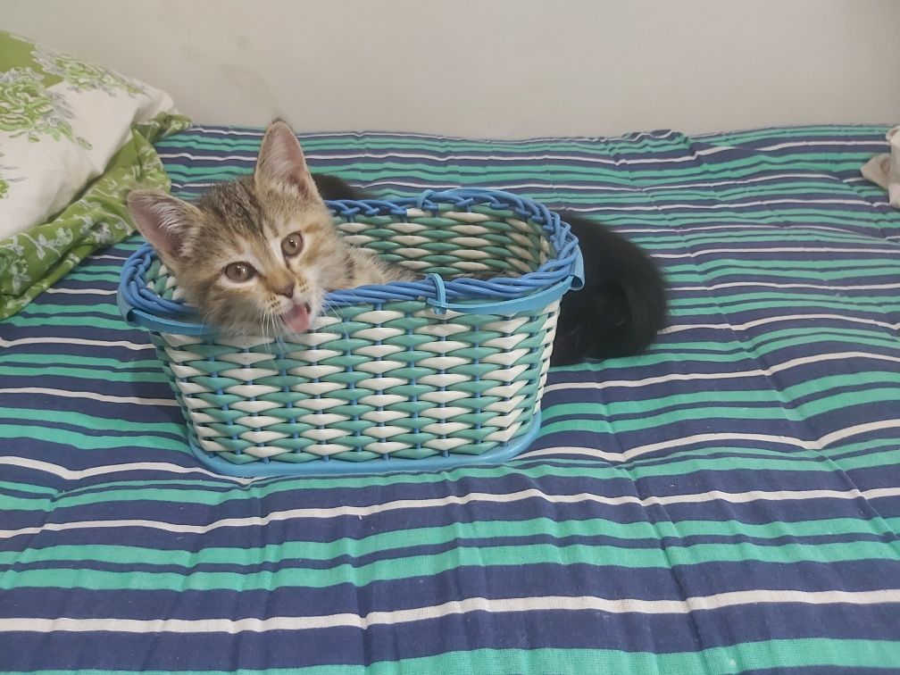 Котята с первых рук!