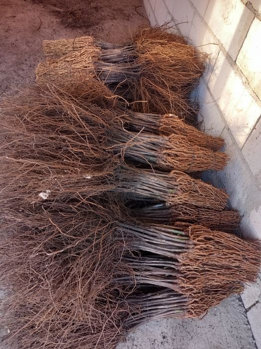 Vindem butasi vita de vie altoita