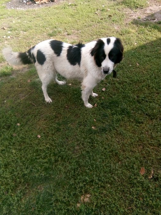 Подарявам 2 кученца каракачанки