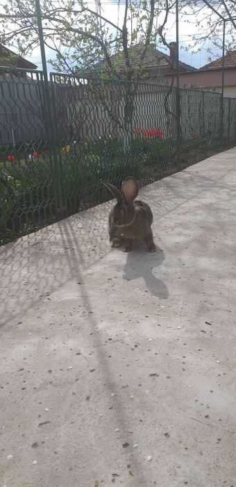 Iepuri ug de vanzare