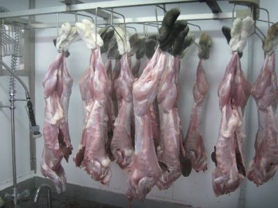 Продам мясо Кролика