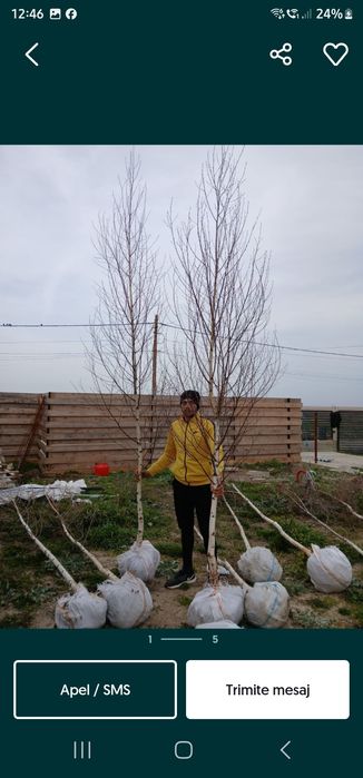 Platan englezesc mesteacăn alb Tei