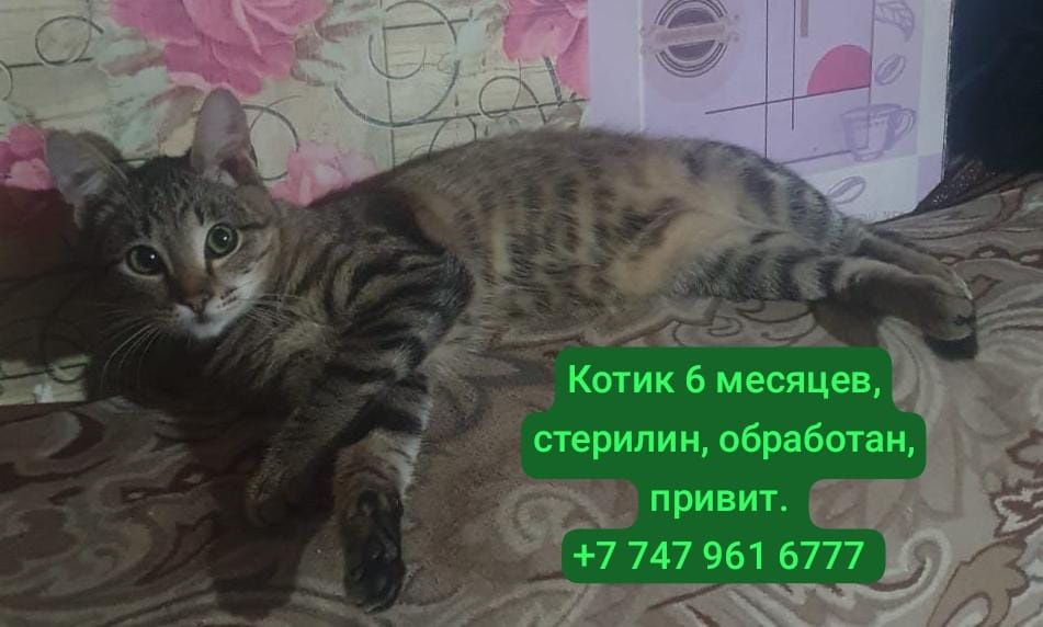 Отдам котёнка, кошечку в добрые руки