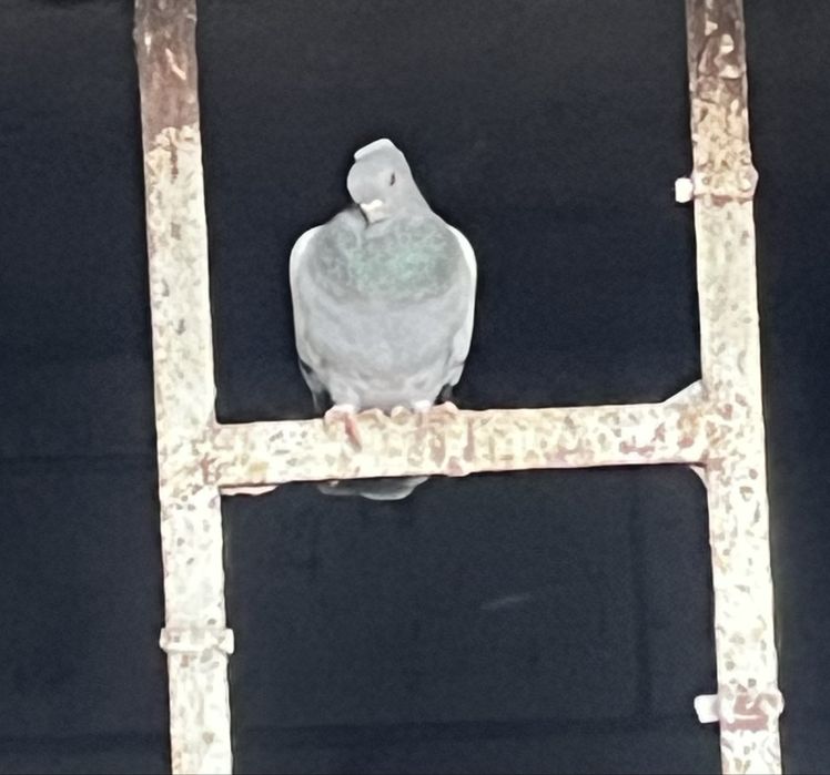 Vand porumbei jucatori