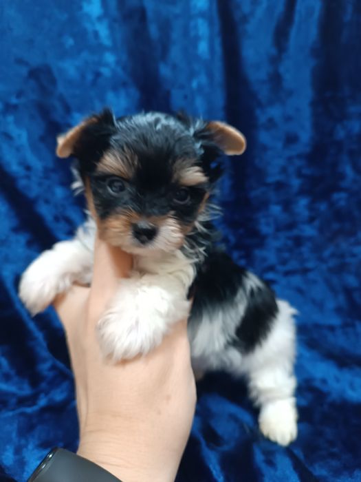 Мини щенки бивер йорка