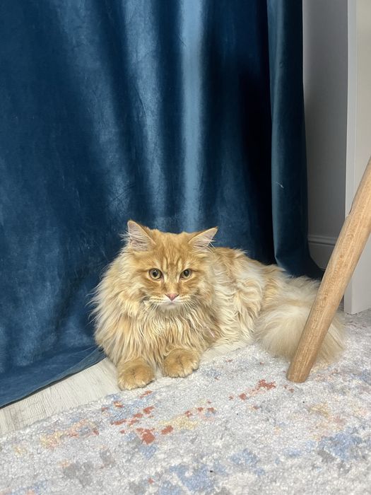 Менкум кошка цена:90000