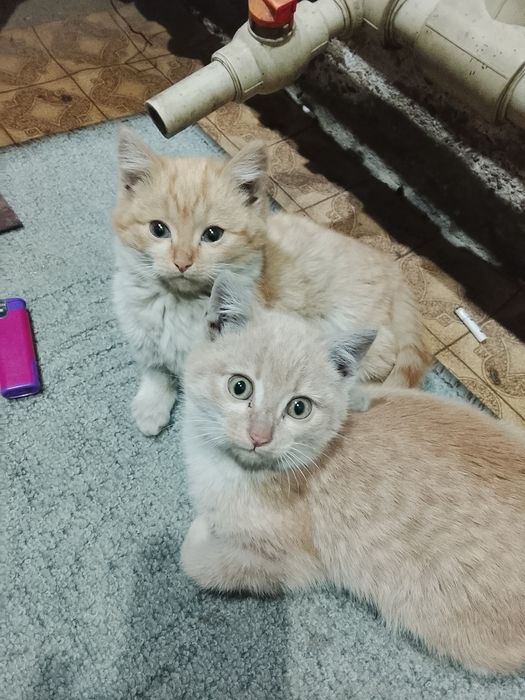 Котята домашние ручные