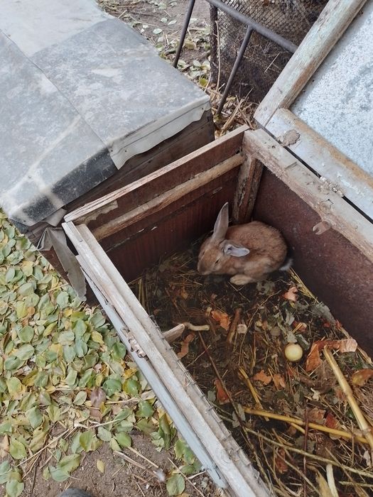 Продаются кролики