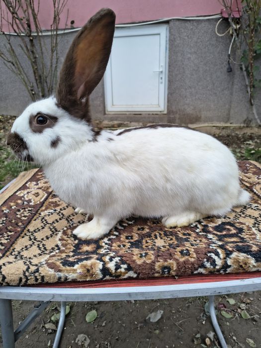 Mascul Pestriț German