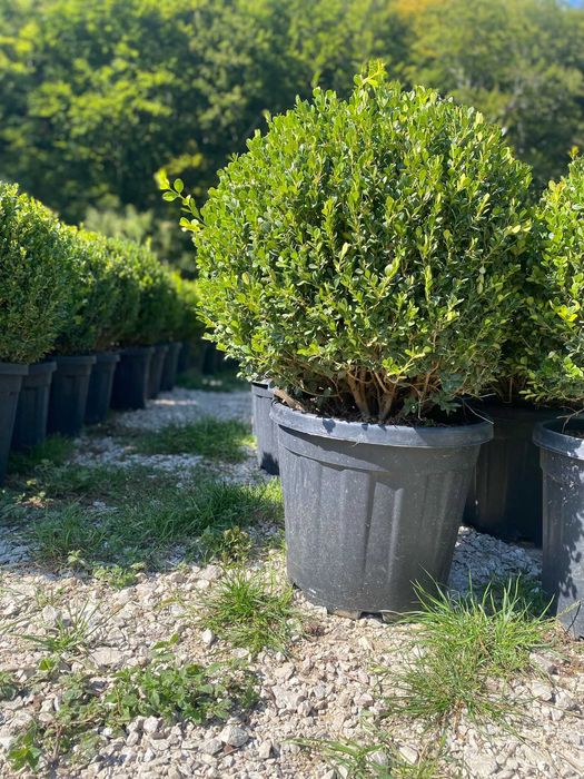 Plante ornamentale impresionante pentru colțuri speciale