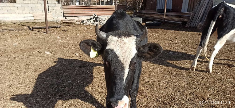 Продаются коровы