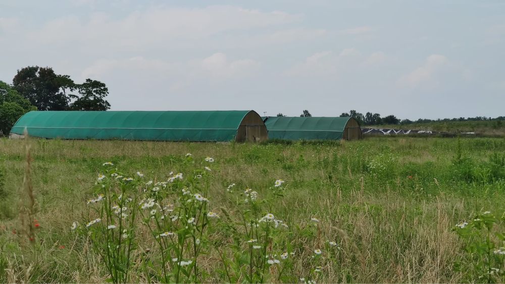 Solar profesional de legume!