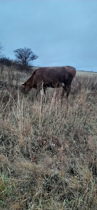 Телка продается Тарановское