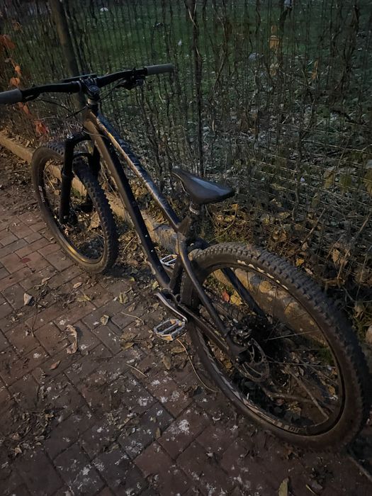 Dartmoor hornet 2023