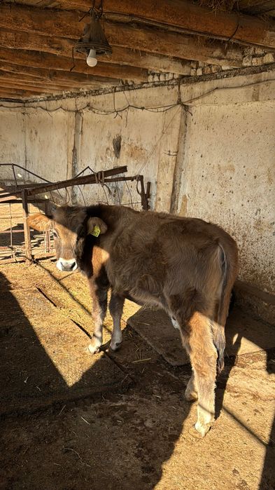 Швед зотли гунажин