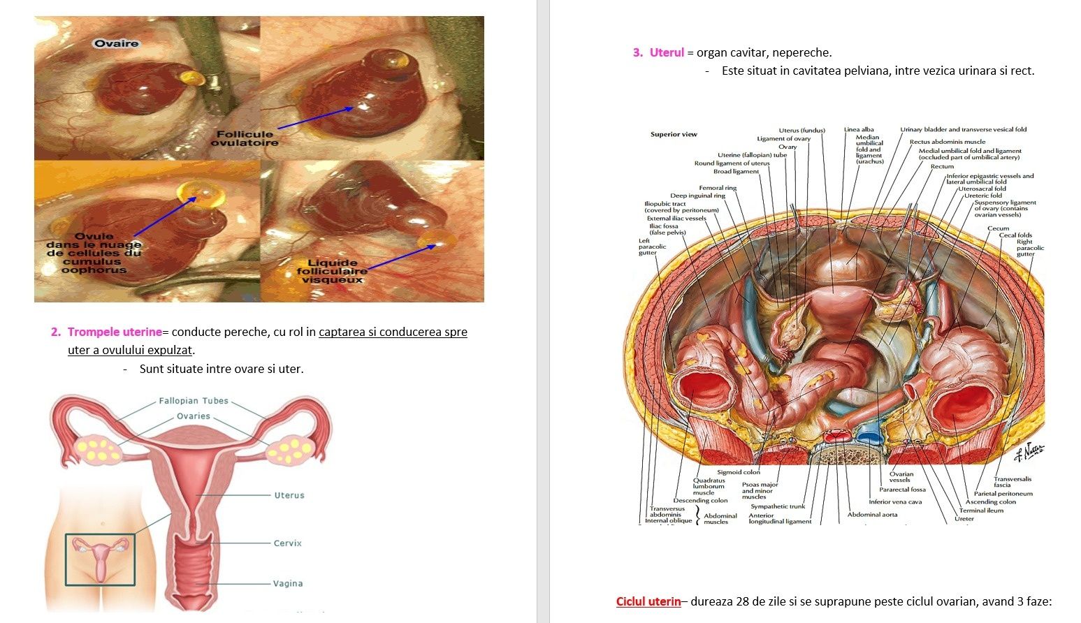 Meditatii bacalaureat biologie clasele 11-12 și admitere