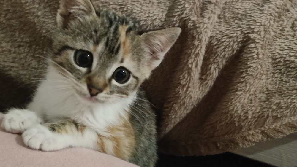 Pisica de pentru adopție gratuita (pisica are un suflet foarte bun)