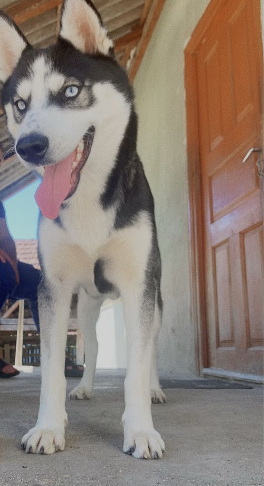 Donez husky siberian fata si baiat