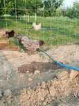 Gaini Australorp