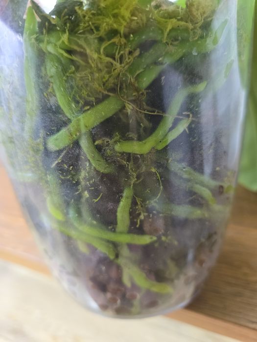 Продам орхидею Леодоро