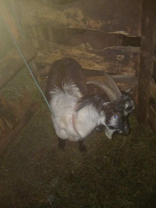 De vanzare țap are 2 ani